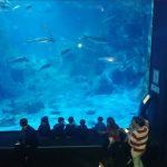 Bahçekent İstanbul Akvaryum Gezisi